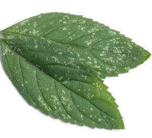 peppermint leaves