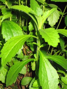 Stevia plant