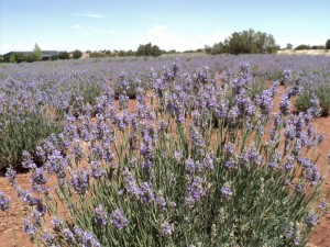 Lavender field