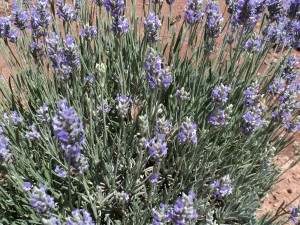 Lavender plant and bees