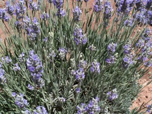 Lavender plant and bees