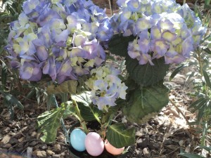 hydrangea