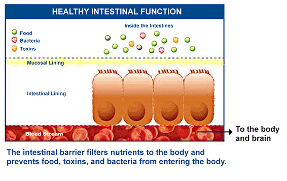 healthy_intenstinal_function