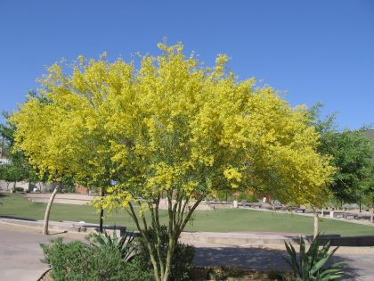 palo verde